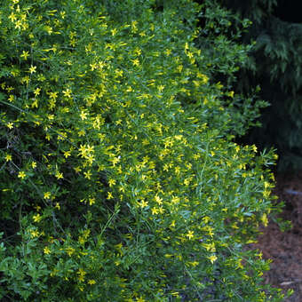 Jasminum fruticans Kübelpflanze