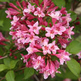 Weigela florida - Weigelie