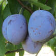 Prunus dom. 'Schrattentaler Zw.': Bild 1/1