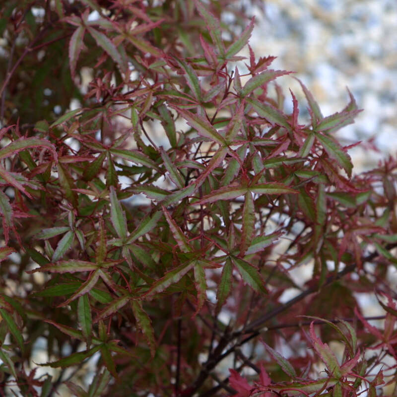 Roter Zwergfächerahorn - Acer palmatum &lsquo;Beni-komachi&rsquo;