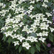 Cornus kousa chinensis: Bild 2/10