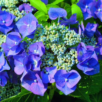 Hydrangea macrophylla 'Blaumeise'