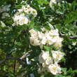 Crataegus monogyna 'Flexuosa': Bild 1/1