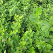 Euonymus fortunei radicans: Bild 1/2