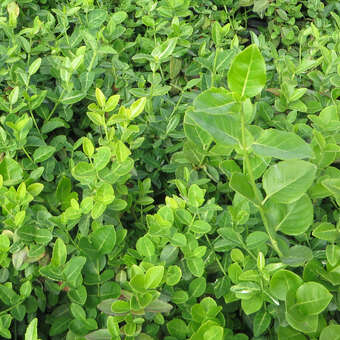 Euonymus fortunei radicans