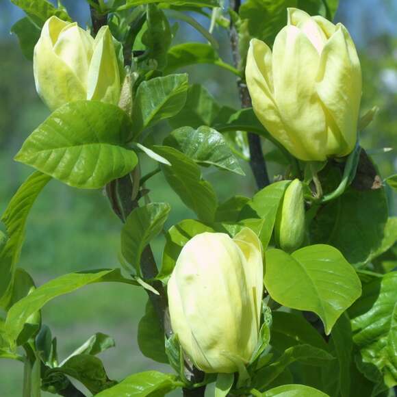 Magnolia denudata 'Yellow River': Bild 2/5