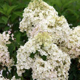 Hydrangea paniculata 'Bobo' - Zwerg-Rispenhortensie