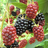 Rubus fruticosus 'Black Satin' - Stachellose Brombeere