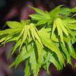 Acer palmatum 'Mikawa-yatsubusa': Bild 3/7