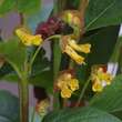 Lonicera involucrata ledebourii: Bild 1/2