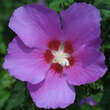Hibiscus syr. 'Russian Violet': Bild 1/3