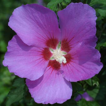 Hibiscus syr. 'Russian Violet'