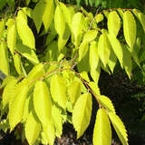 Zelkova serrata 'Ogon' - Gold-Zelkove