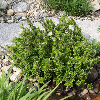 Berberis buxifolia 'Nana'