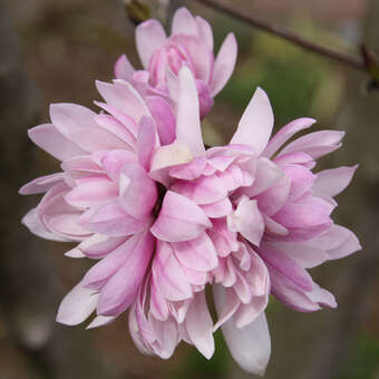 Magnolia stellata keiskei