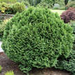 Chamaecyparis laws. 'Minima Glauca': Bild 2/2