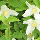 Philadelphus 'Silberregen' - Pfeifenstrauch, Erdbeerjasmin