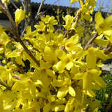 Forsythia 'Melee d'Or' - Zwerg-Goldglöckchen