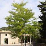 Gleditsia triacanthos 'Skyline' - Lederhülsenbaum