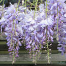 Wisteria sinensis 'Prolific' - Blauregen