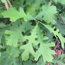 Quercus macrocarpa - Großfrüchtige Eiche