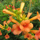 Campsis tagliabuana 'Indian Summer' - Jasmintrompete, Trichtertrompete