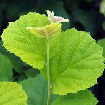 Corylus avellana 'Aurea'