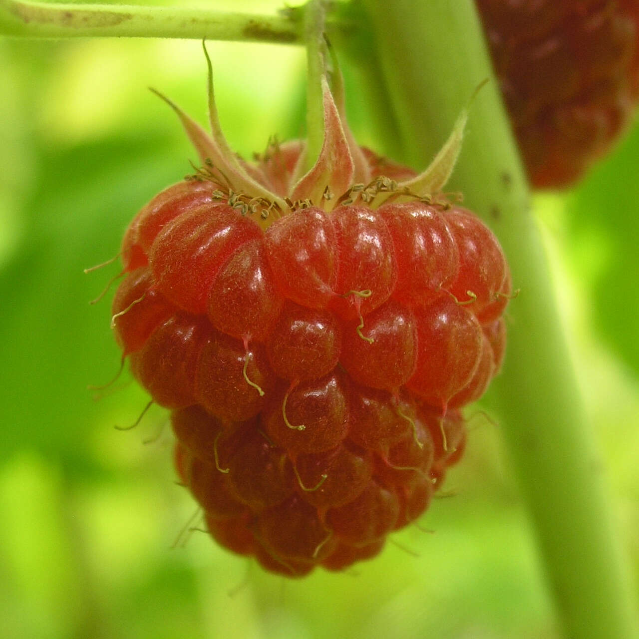 Himbeerpflanze 'Zefa 3' – Herbsttragend, Extra Große Beeren, Winterhart & Aus Deutscher Baumschule
