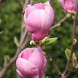 Magnolia soulangeana 'Rustica Rubra': Bild 2/5
