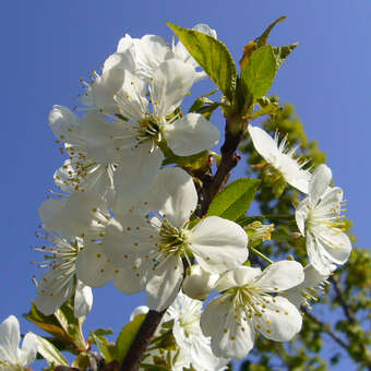 Prunus cer. 'Köröser Weichsel'