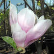 Magnolia soulangeana 'Alexandrina': Bild 5/5