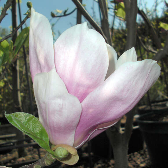 Magnolia soulangeana 'Alexandrina': Bild 5/5 Magnolia soulangeana 'Alexandrina': Bild 5/5