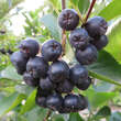 Aronia melanocarpa 'Aron': Bild 1/2
