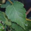 Betula albosinensis: Bild 1/4