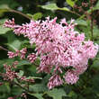 Syringa josiflexa 'Bellicent': Bild 2/3