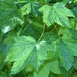 Acer pseudoplatanus 'Leopoldii': Bild 1/1