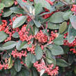 Cotoneaster watereri 'Cornubia': Bild 1/3
