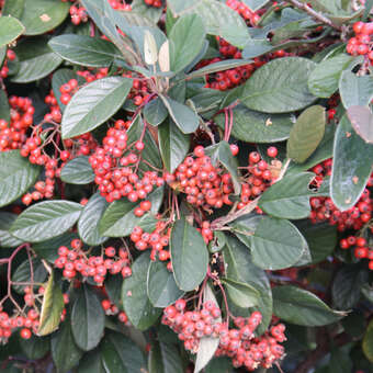 Cotoneaster watereri 'Cornubia'