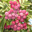 Sorbus 'Titan': Bild 1/12