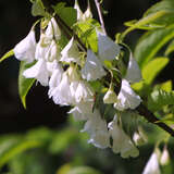 Halesia carolina - Silberglocke