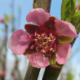 Prunus persica 'Kernechter v.Vorgeb.'
