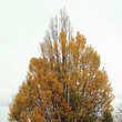 Carpinus betulus 'Fastigiata': Bild 10/11