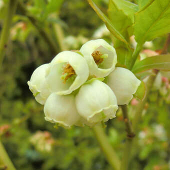 Vaccinium corymbosum Fruchtsorte