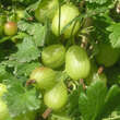 Ribes uva-crispa 'Invicta': Bild 1/4