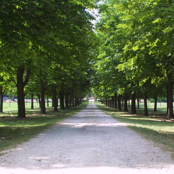 Aesculus hippocastanum: Bild 8/9 Aesculus hippocastanum: Bild 8/9