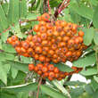 Sorbus decora: Bild 1/1