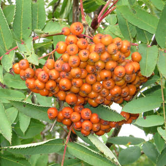 Sorbus decora