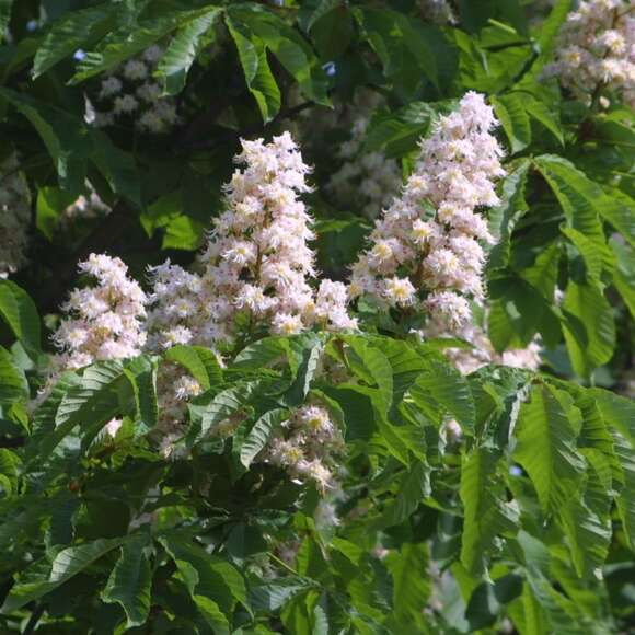 Aesculus hippocastanum: Bild 2/9 Aesculus hippocastanum: Bild 2/9