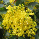 Mahonia aquifolium - Mahonie