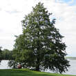 Alnus glutinosa: Bild 2/5